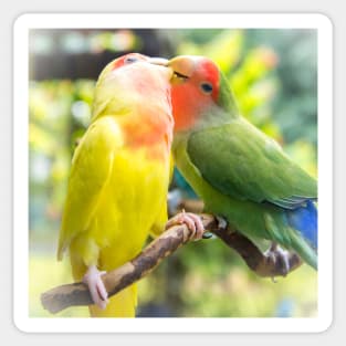 Unique animal photography of A pair of loving rosy-faced lovebird Sticker